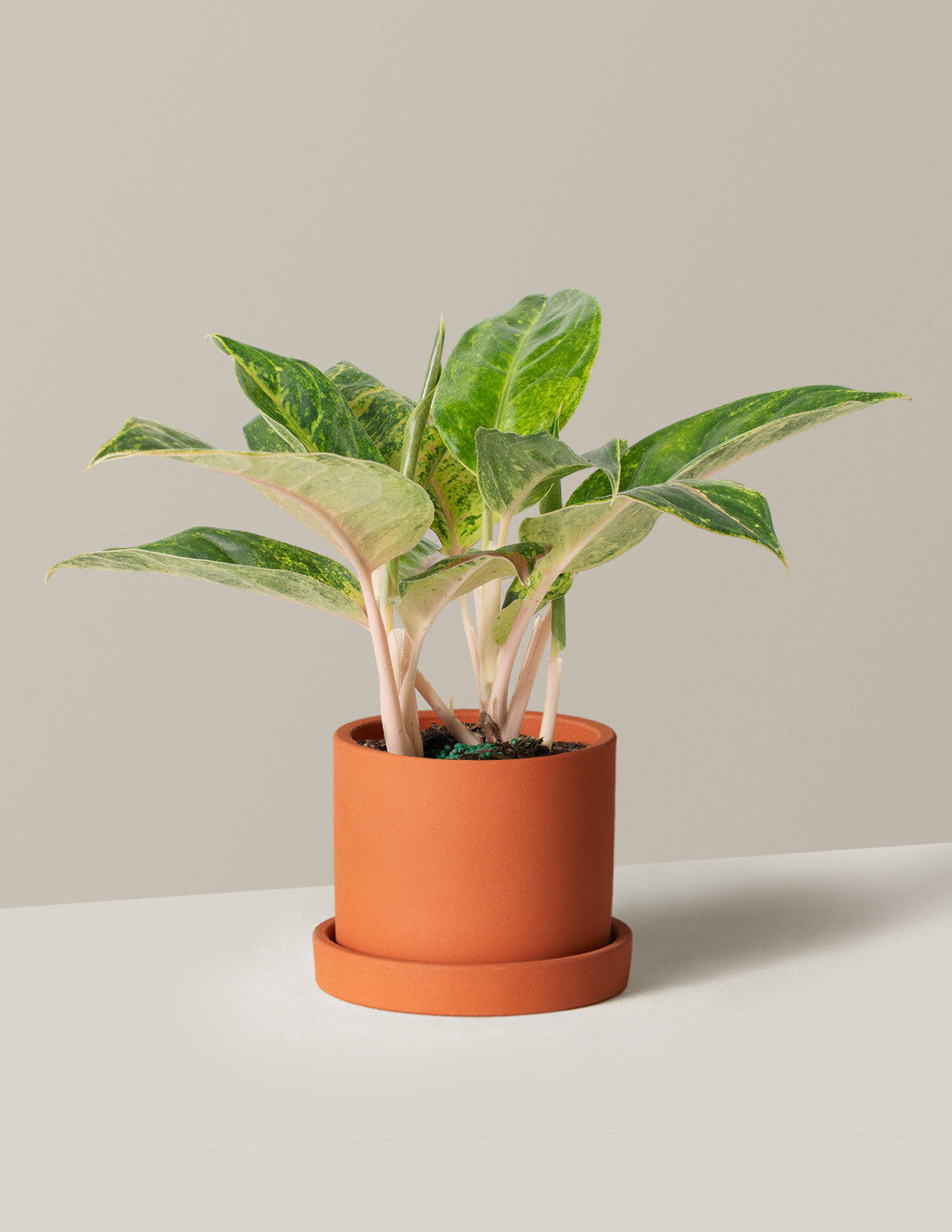  Aglaonema Green Papaya