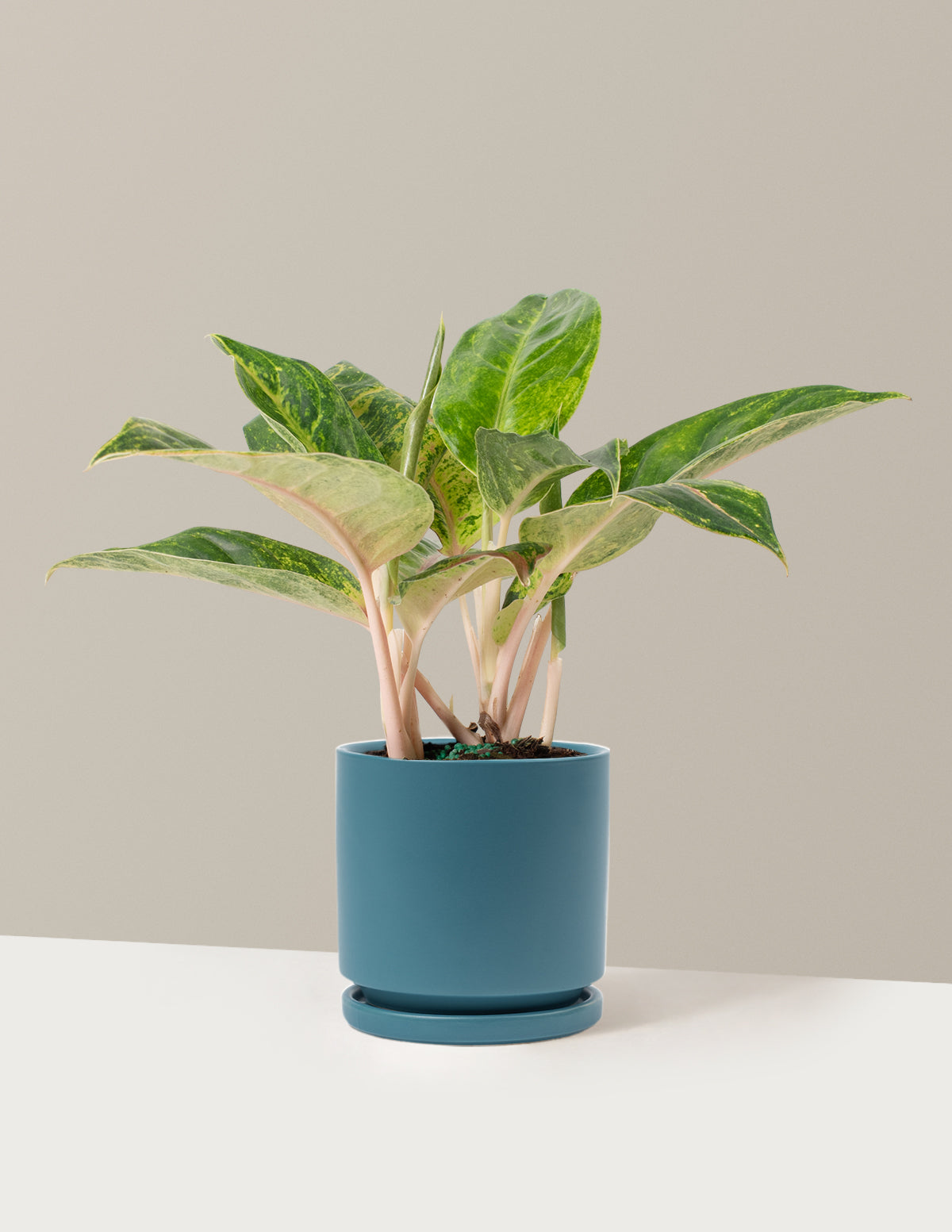  Aglaonema Green Papaya