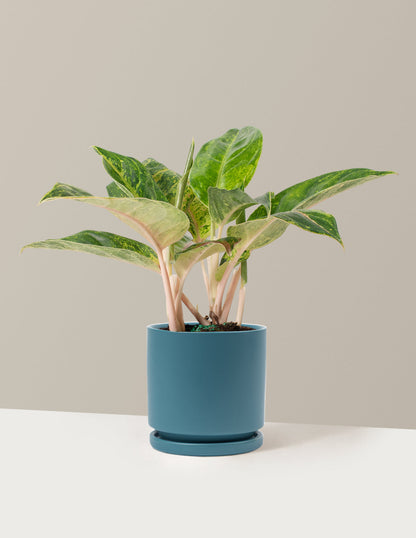  Aglaonema Green Papaya