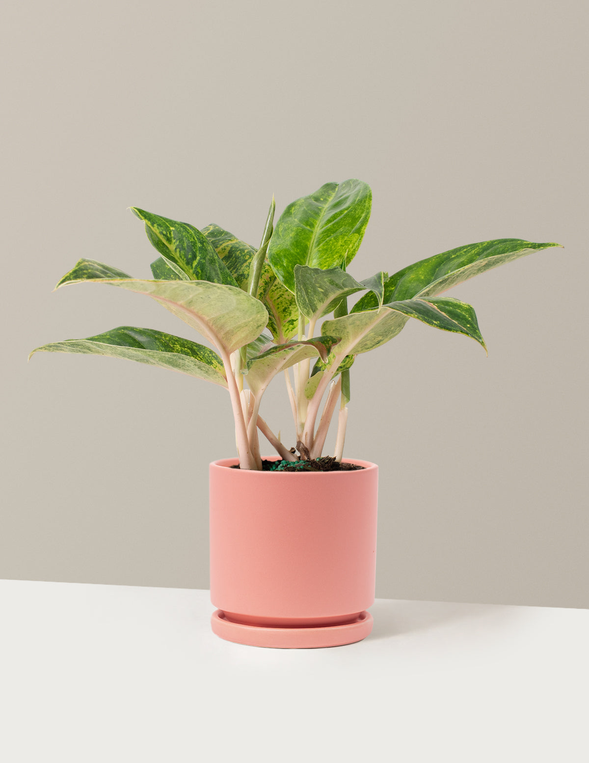  Aglaonema Green Papaya