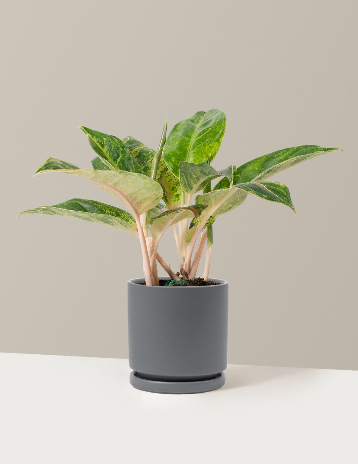  Aglaonema Green Papaya