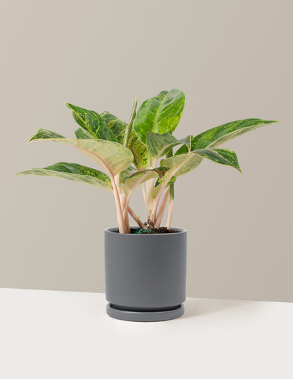  Aglaonema Green Papaya