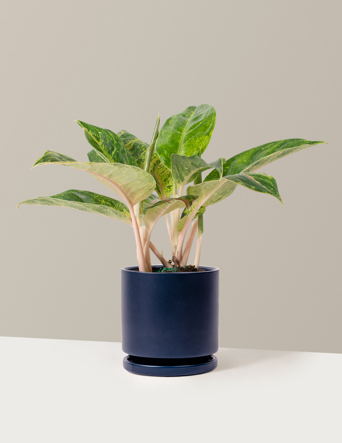  Aglaonema Green Papaya