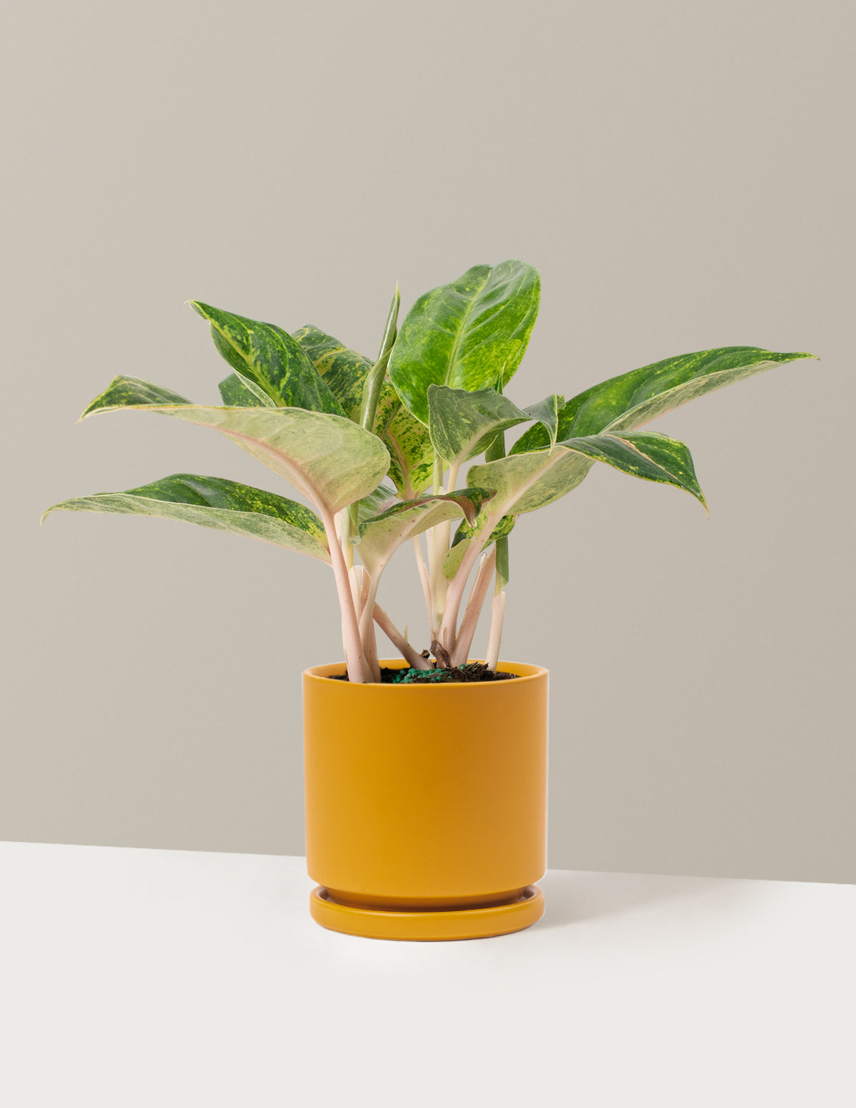  Aglaonema Green Papaya