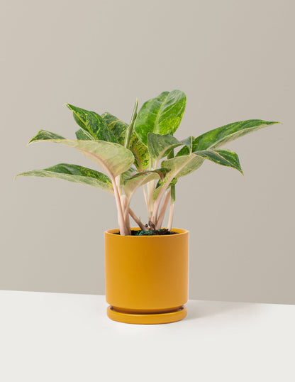  Aglaonema Green Papaya