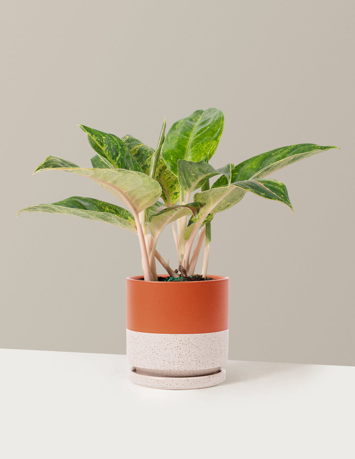 Aglaonema Green Papaya