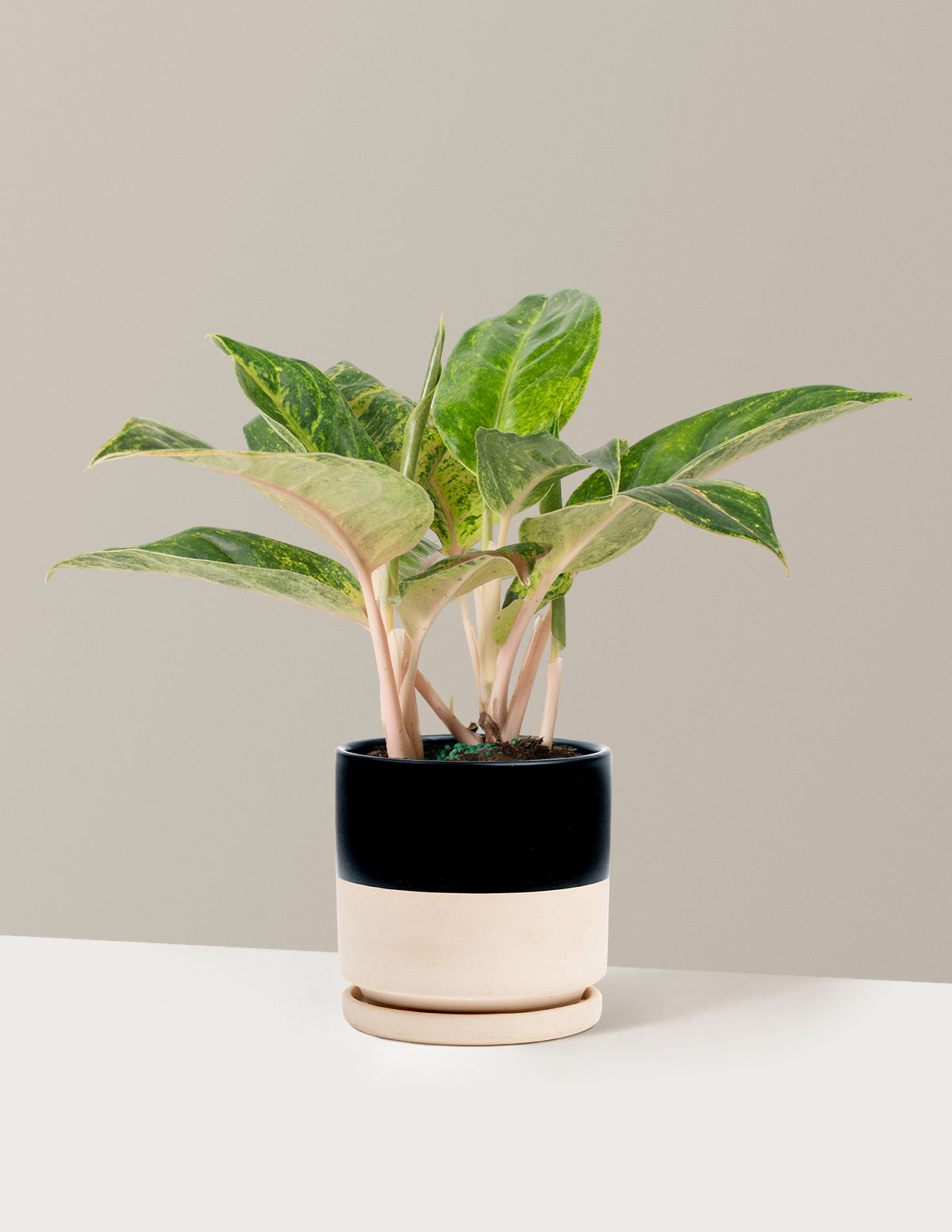  Aglaonema Green Papaya