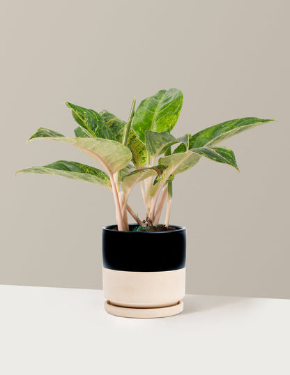  Aglaonema Green Papaya