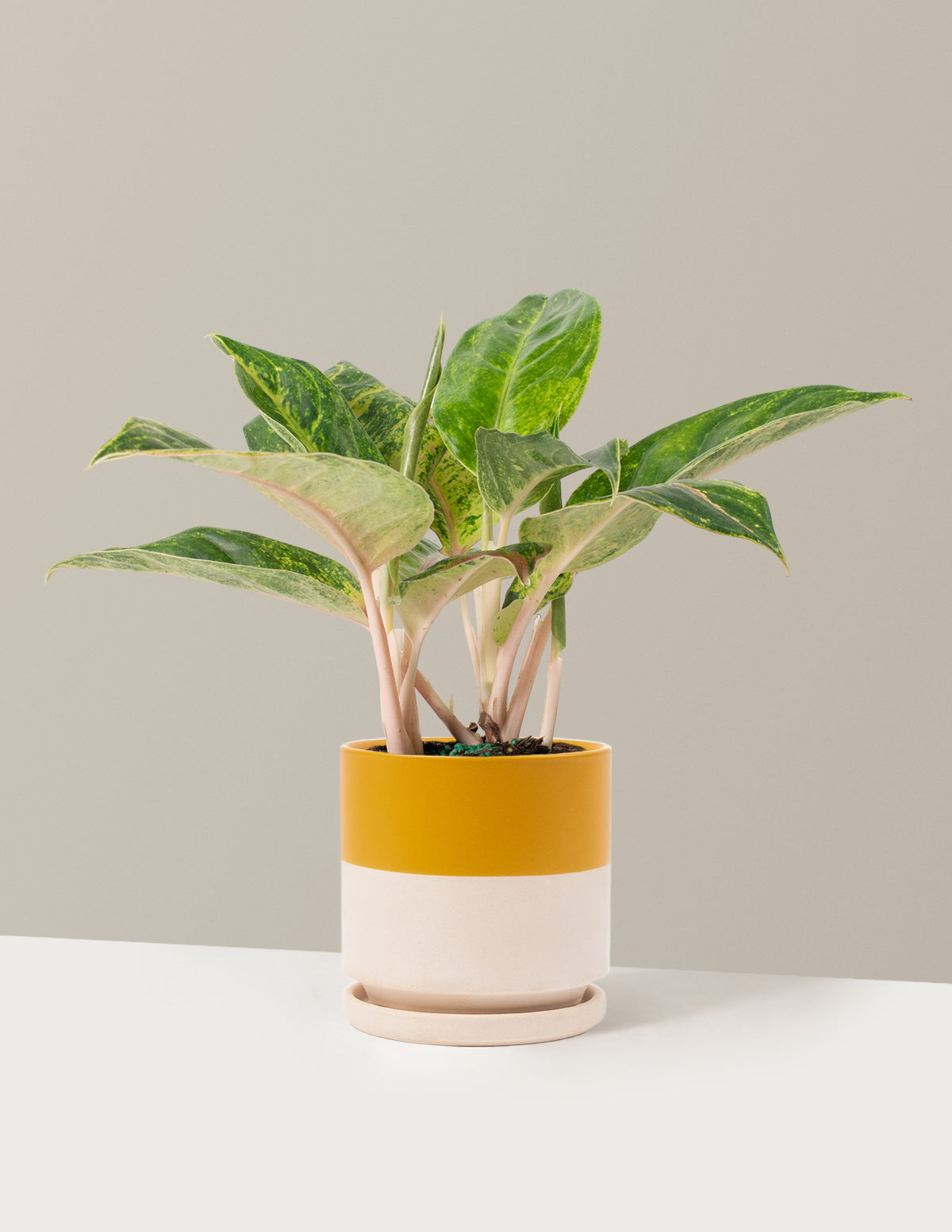  Aglaonema Green Papaya