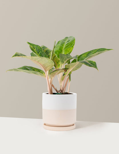  Aglaonema Green Papaya