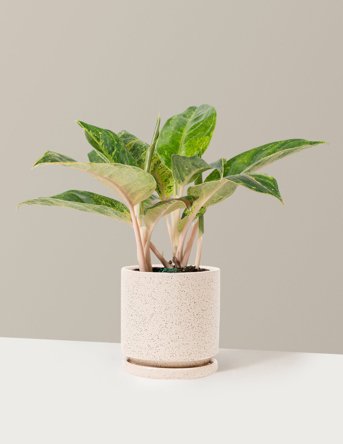  Aglaonema Green Papaya