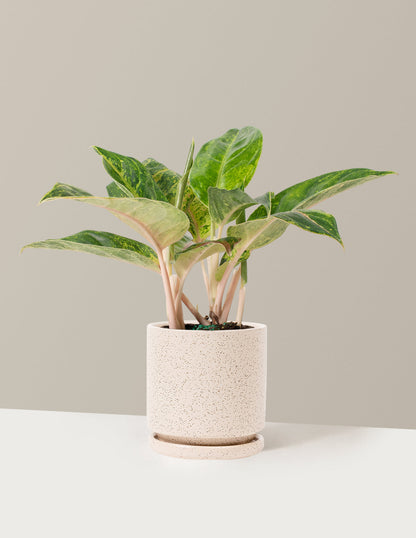  Aglaonema Green Papaya