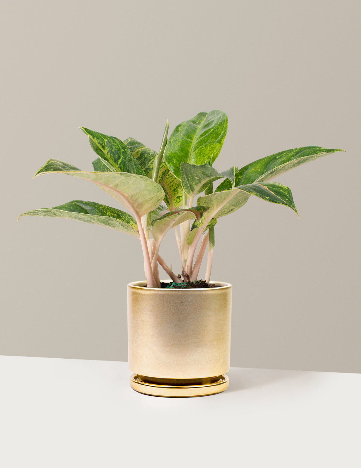  Aglaonema Green Papaya