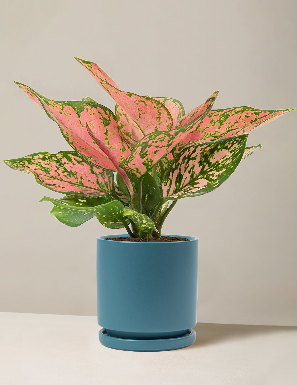  Aglaonema Wishes
