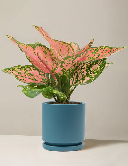  Aglaonema Wishes