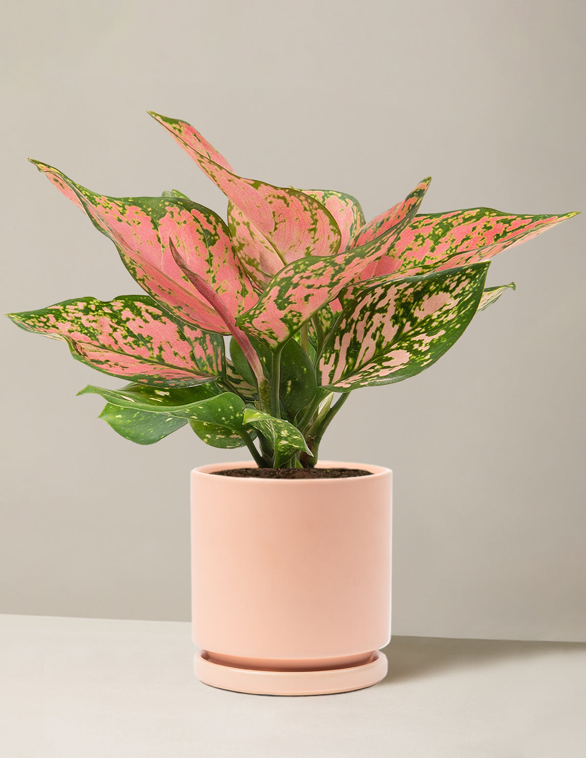  Aglaonema Wishes