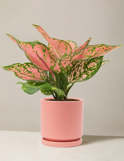  Aglaonema Wishes