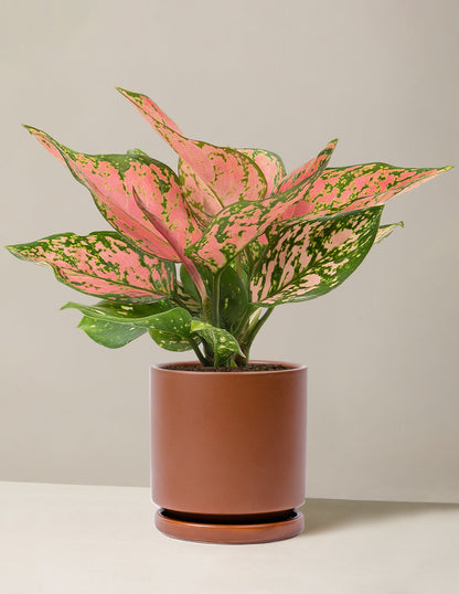  Aglaonema Wishes