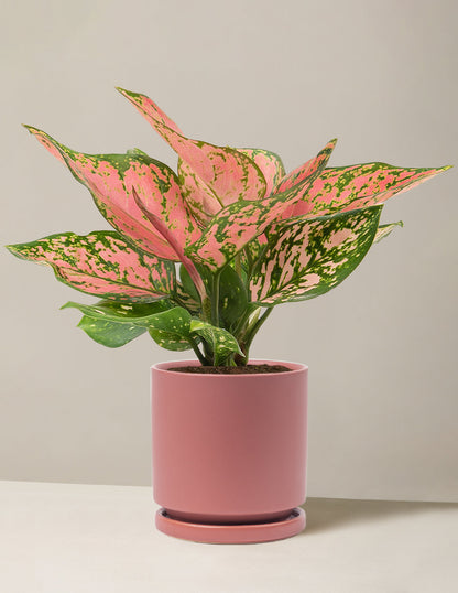  Aglaonema Wishes
