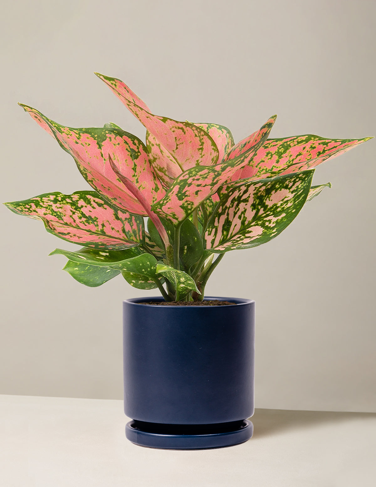  Aglaonema Wishes