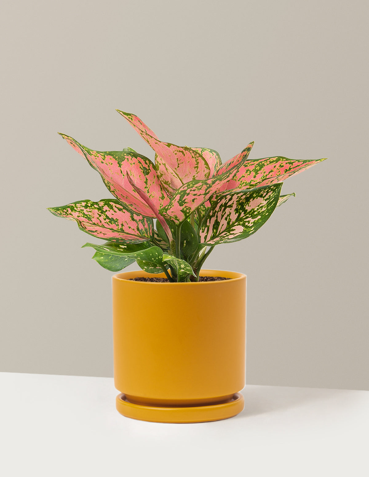  Aglaonema Wishes