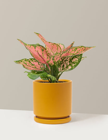  Aglaonema Wishes