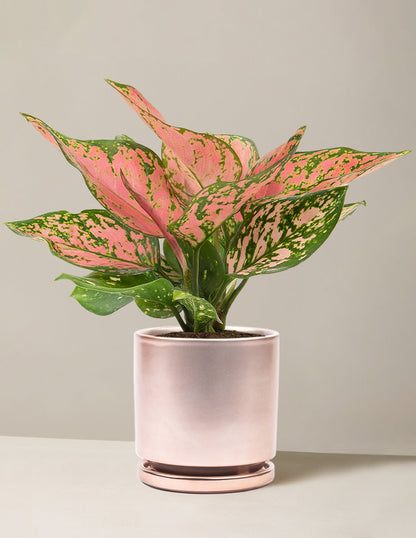  Aglaonema Wishes