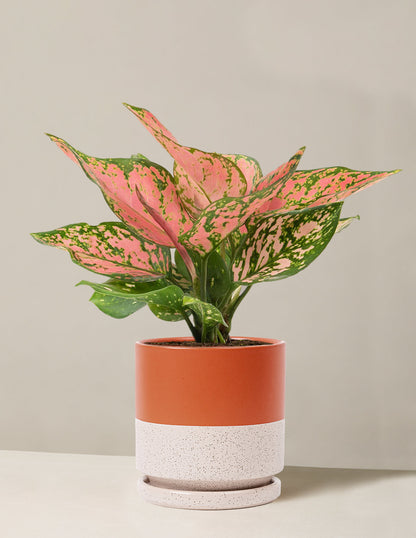  Aglaonema Wishes