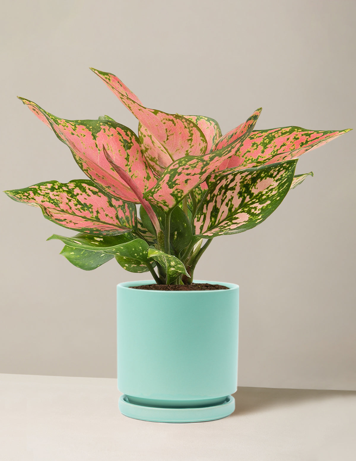  Aglaonema Wishes