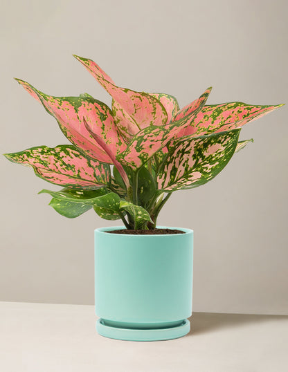  Aglaonema Wishes