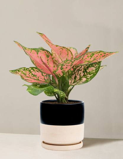  Aglaonema Wishes