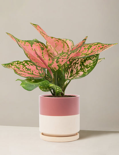  Aglaonema Wishes