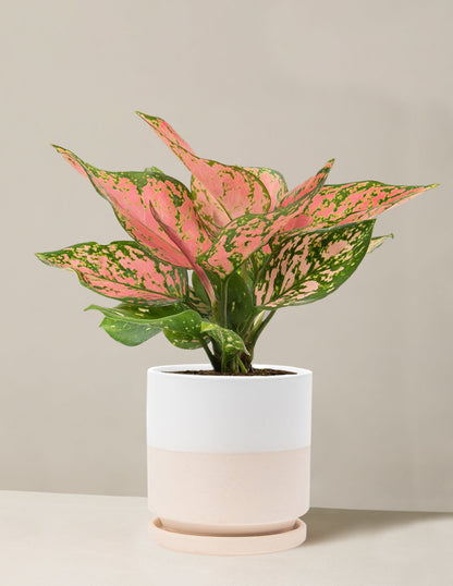 Aglaonema Wishes