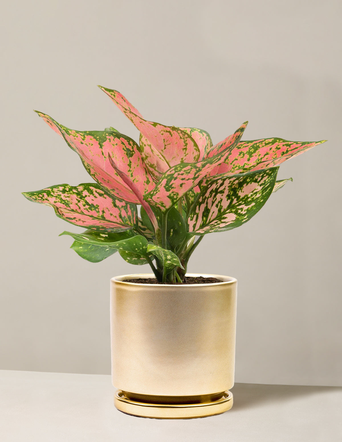  Aglaonema Wishes