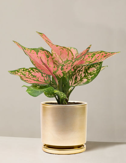  Aglaonema Wishes