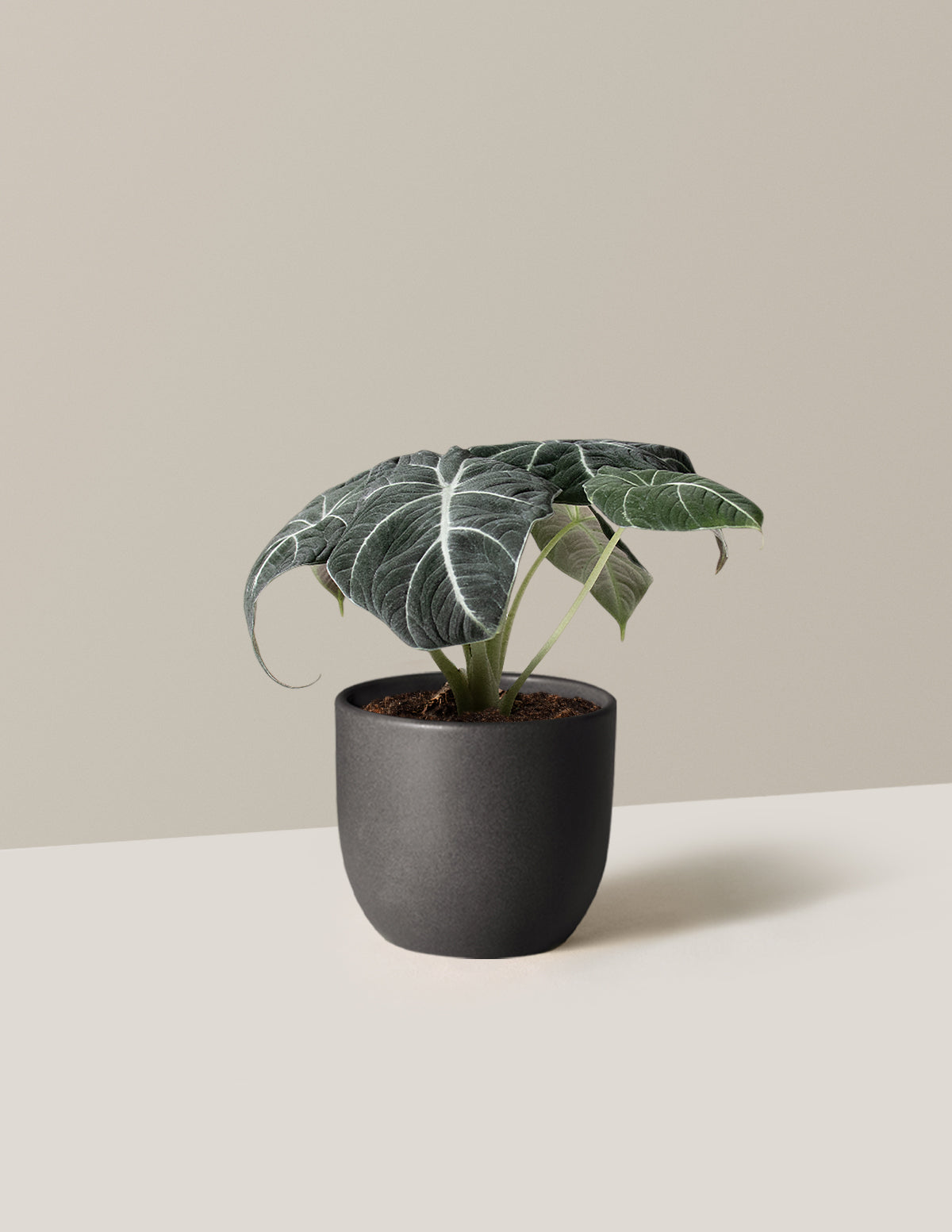  Alocasia 'Black Velvet'