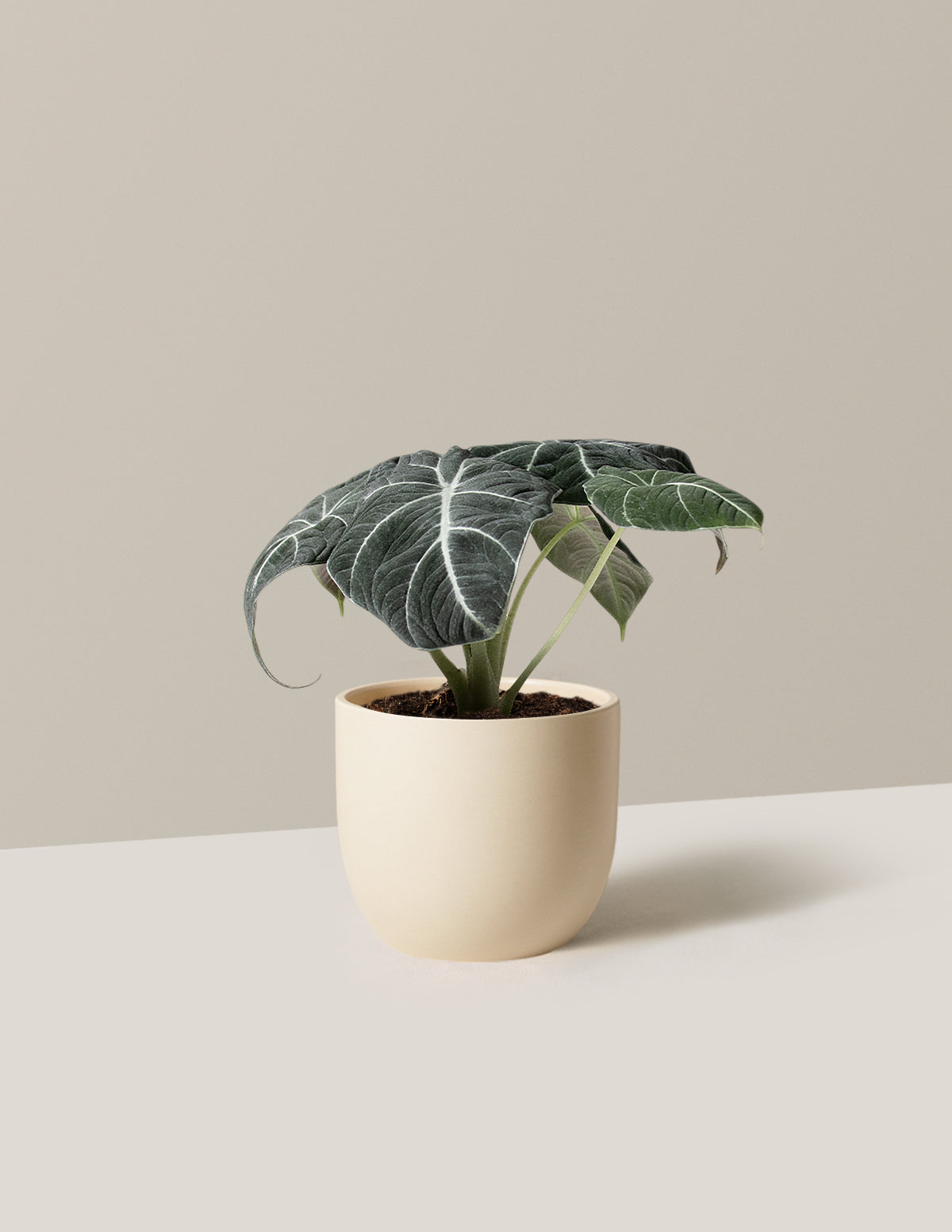  Alocasia 'Black Velvet'
