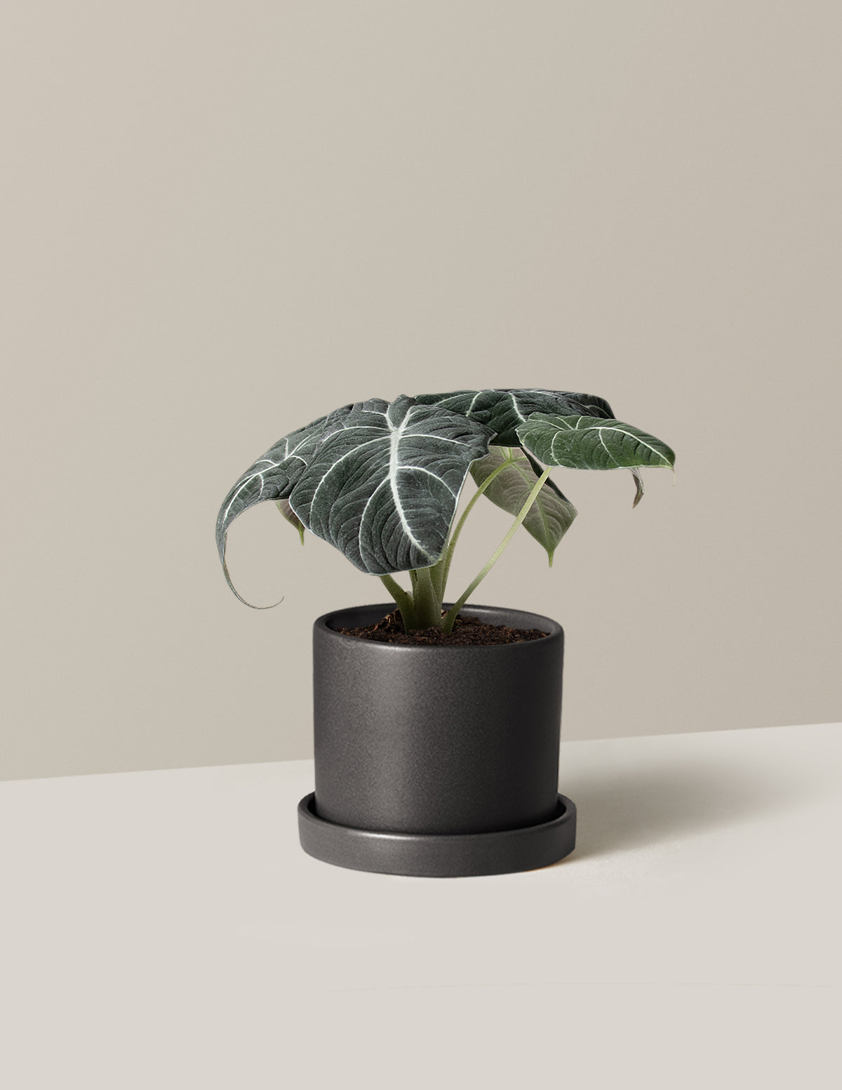  Alocasia 'Black Velvet'