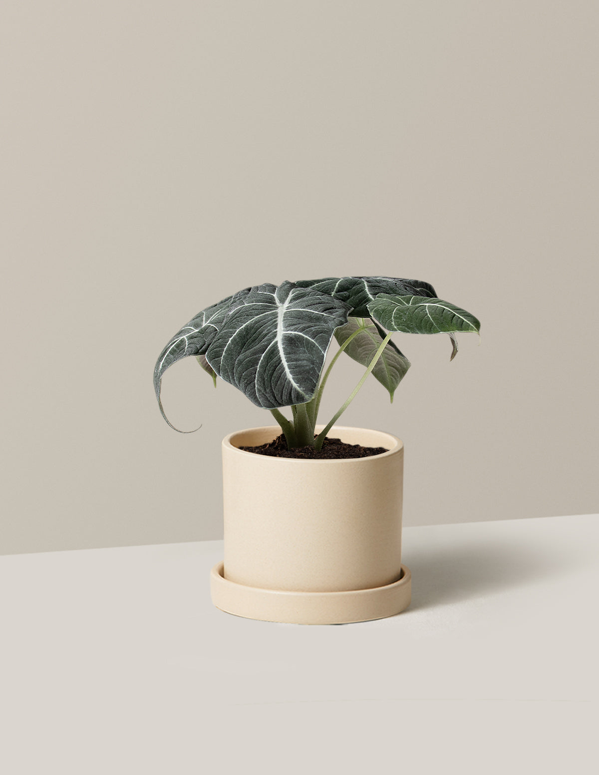  Alocasia 'Black Velvet'