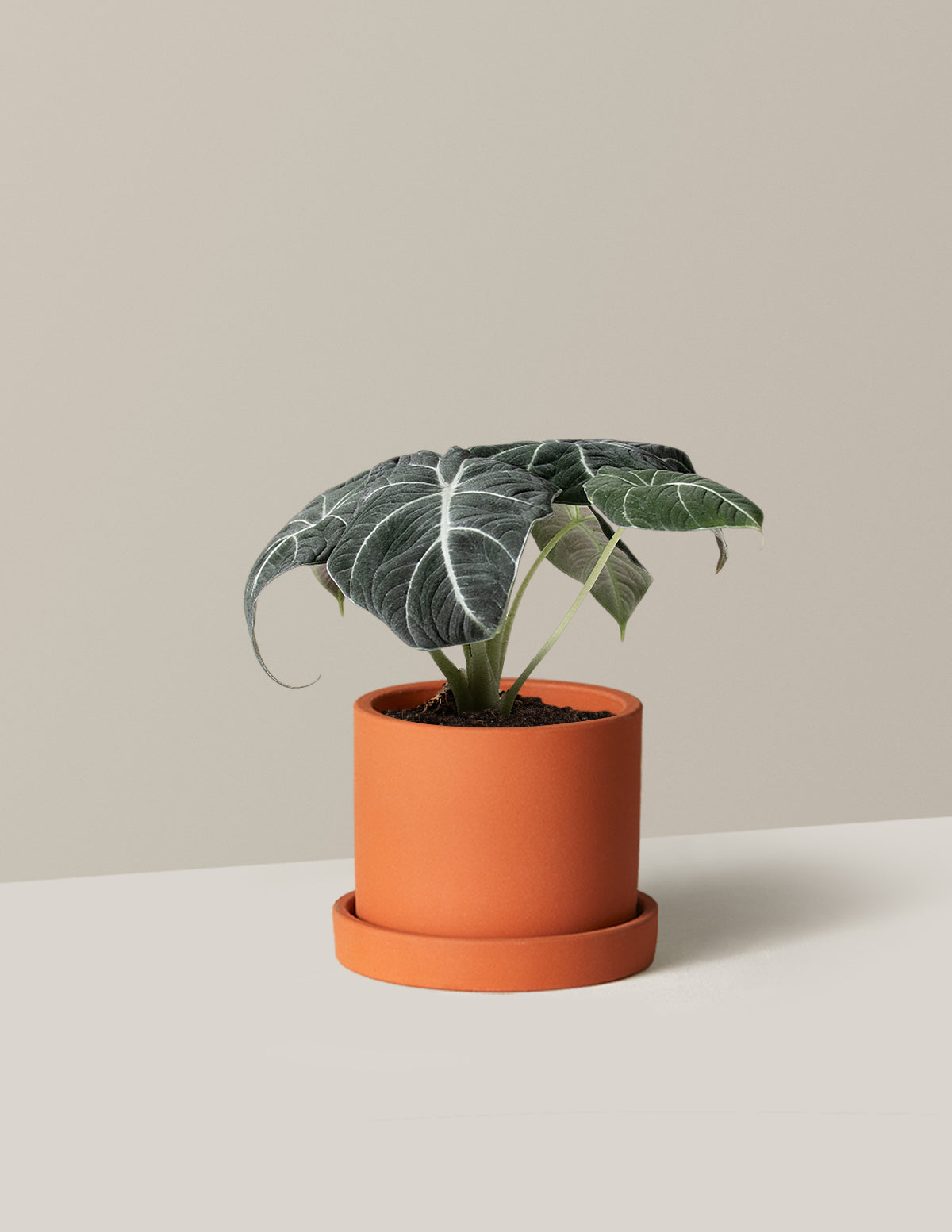  Alocasia 'Black Velvet'