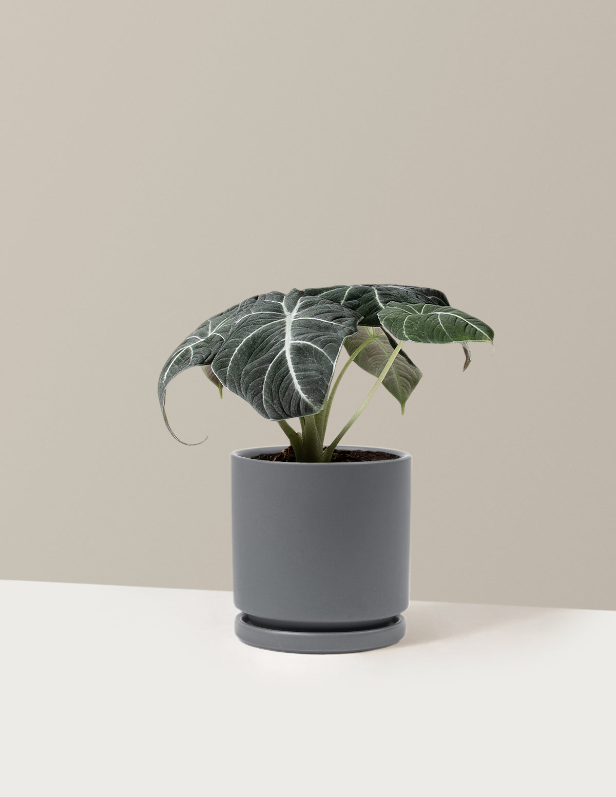  Alocasia 'Black Velvet'