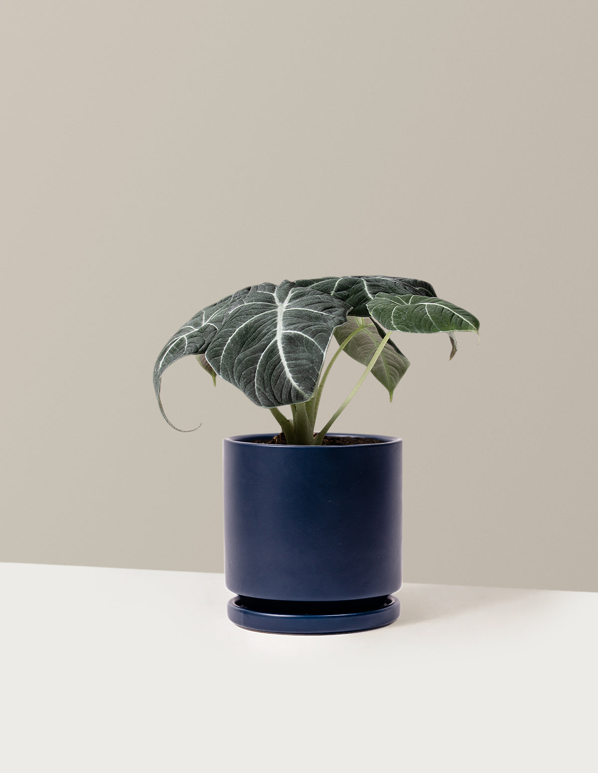 Alocasia 'Black Velvet'
