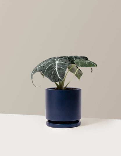  Alocasia 'Black Velvet'