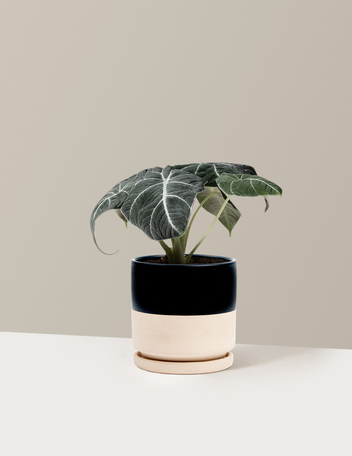  Alocasia 'Black Velvet'
