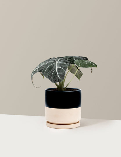  Alocasia 'Black Velvet'