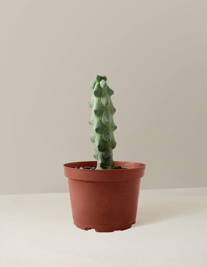  Myrtillocactus Geometrizans 'Boobie Cactus'