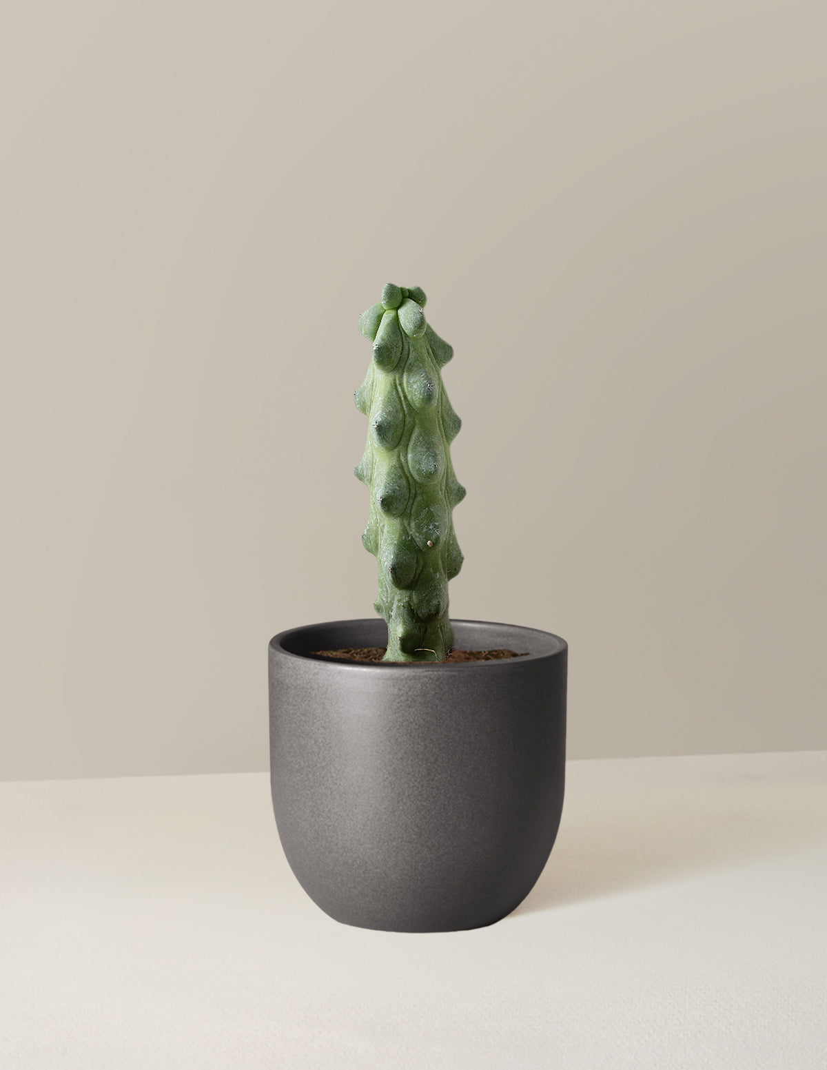  Myrtillocactus Geometrizans 'Boobie Cactus'