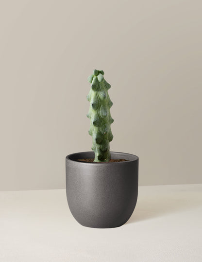  Myrtillocactus Geometrizans 'Boobie Cactus'