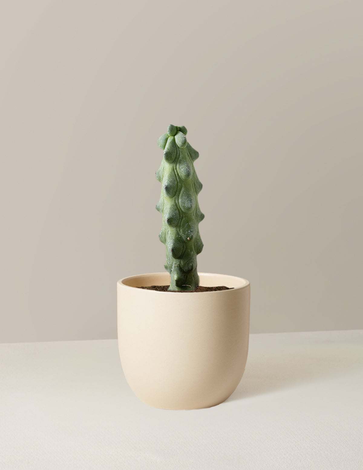  Myrtillocactus Geometrizans 'Boobie Cactus'