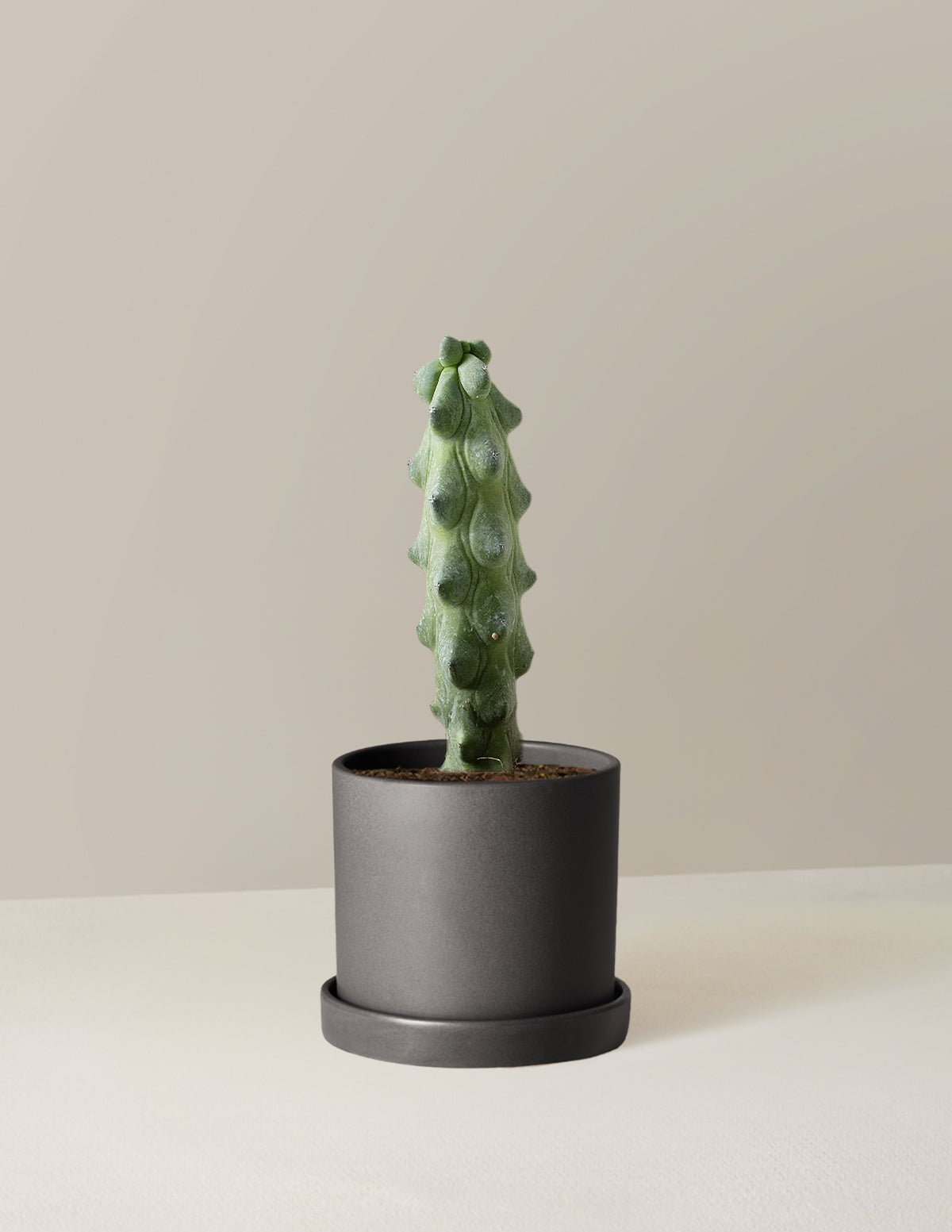  Myrtillocactus Geometrizans 'Boobie Cactus'